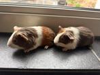 Jonge cavia’s, Dieren en Toebehoren, Knaagdieren, Cavia, Mannelijk, Januari, Tam