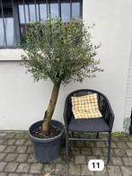 Olijfbomen uit de Spaanse Pyreneeën (Olea europaea), Tuin en Terras, Ophalen
