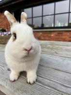 Konijnen, Dieren en Toebehoren, Vrouwelijk, Dwerg, 0 tot 2 jaar