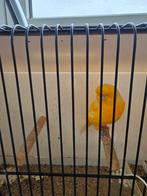 Norvick vrouw, Dieren en Toebehoren, Vogels | Kanaries, Vrouwelijk