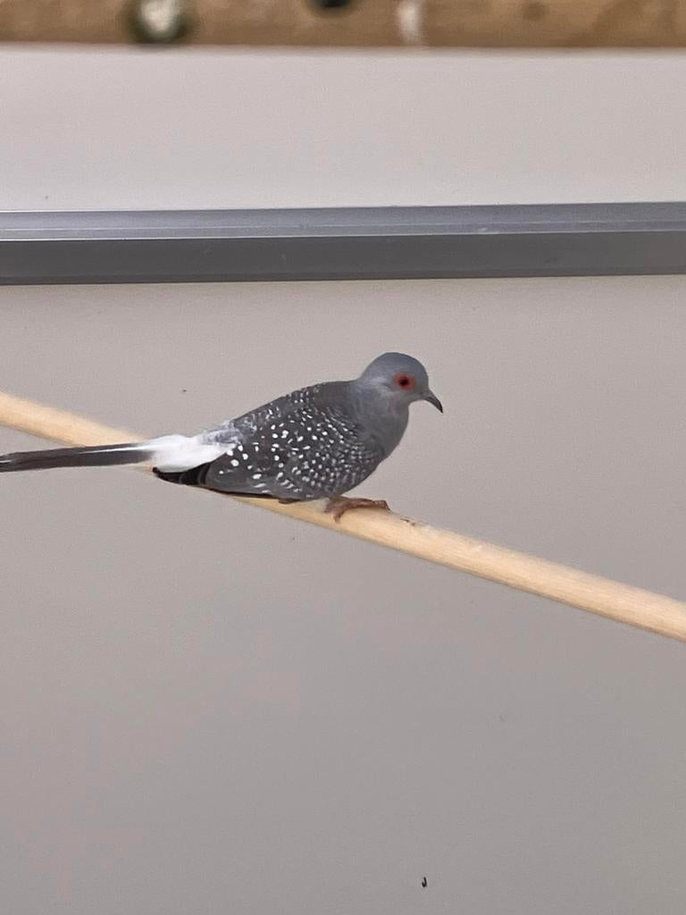 Diamantduifjes,  5€/stuk, Femelle