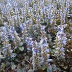 Ajuga reptans, Ophalen, Bodembedekkers, Vaste plant, Halfschaduw