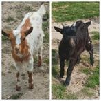 Dwerggeiten te koop., Plusieurs animaux, Chèvre, 0 à 2 ans