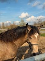 Jaarling merrie zoekt 5️ huisje