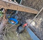 2 legkippen te koop, Dieren en Toebehoren, Pluimvee, Vrouwelijk, Kip
