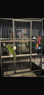 Tamme Dubbele Geelkop Amazone Papegaai (3 jaar) + Grote Kooi, Perroquet, Domestique