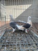 Super yusufi, Dieren en Toebehoren