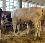 Genoomgeteste dekstier uit Osnabrück, Dieren en Toebehoren