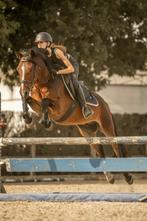 Brave knappe allround e pony te koop, Hongre, Avec pedigree, Poney E (1.48 m - 1.57m), Poney de saut