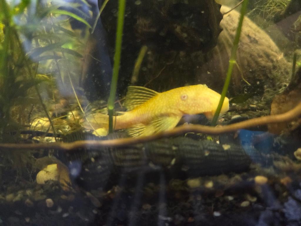 2 Albino ancistrussen, Dieren en Toebehoren, Vis, Zoetwatervis