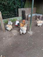 Brama broed eieren, Dieren en Toebehoren, Pluimvee