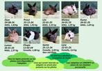 TOUS ADOPTÉS OU RÉSERVÉS ! Lapins à donner, Enlèvement, Autres types
