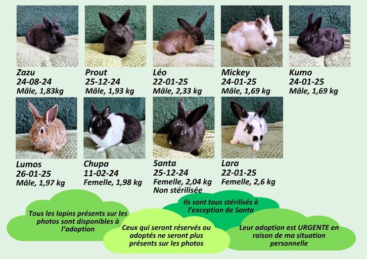 TOUS ADOPTÉS OU RÉSERVÉS ! Lapins à donner, Dieren en Toebehoren, Knaagdieren en Konijnen | Toebehoren, Overige typen, Ophalen