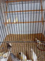 Mooien groote gezonde vogels kanaries witte geel mozaiek, Dieren en Toebehoren