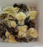 30 kuikens Japanse kwartels, Dieren en Toebehoren, Pluimvee, Geslacht onbekend