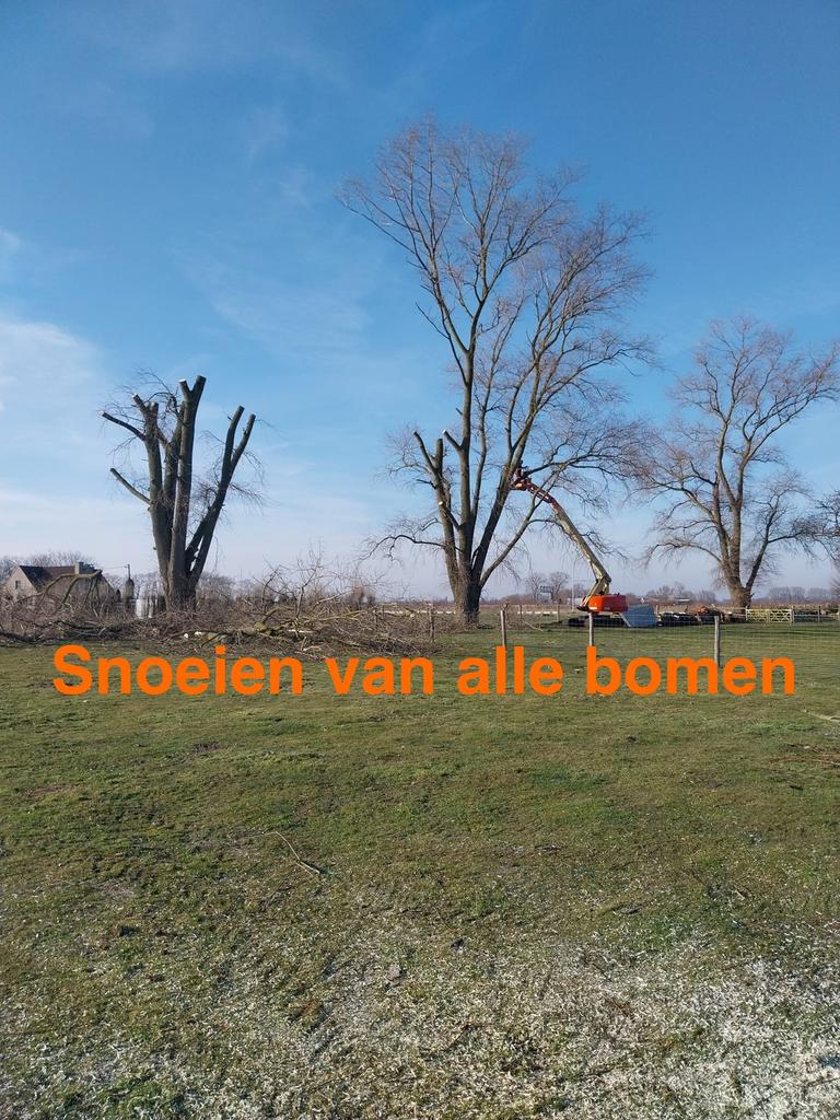Snoeien en vellen van bomen, Ophalen of Verzenden