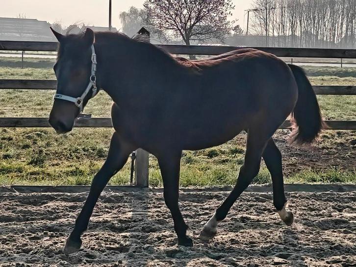New Forest pony, Animaux & Accessoires, Poneys, Étalon
