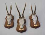 3 x decoratief REE GEWEI op solide eikenhouten schild (M), Verzamelen, Dierenverzamelingen, Ophalen of Verzenden, Gebruikt, Hert