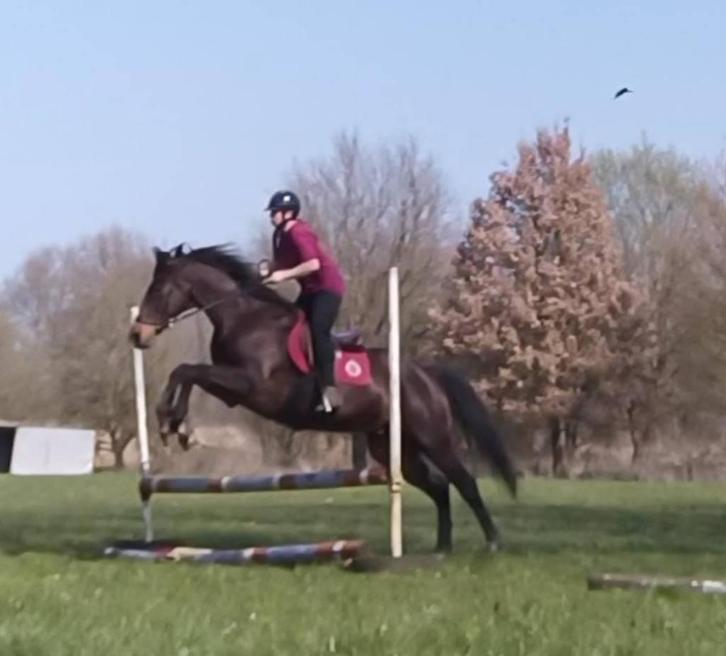 Zeer lieve KWPN paard, Animaux & Accessoires, Chevaux, Hongre, L, 160 à 165 cm, 11 ans ou plus, Cheval de récréation, Avec pedigree