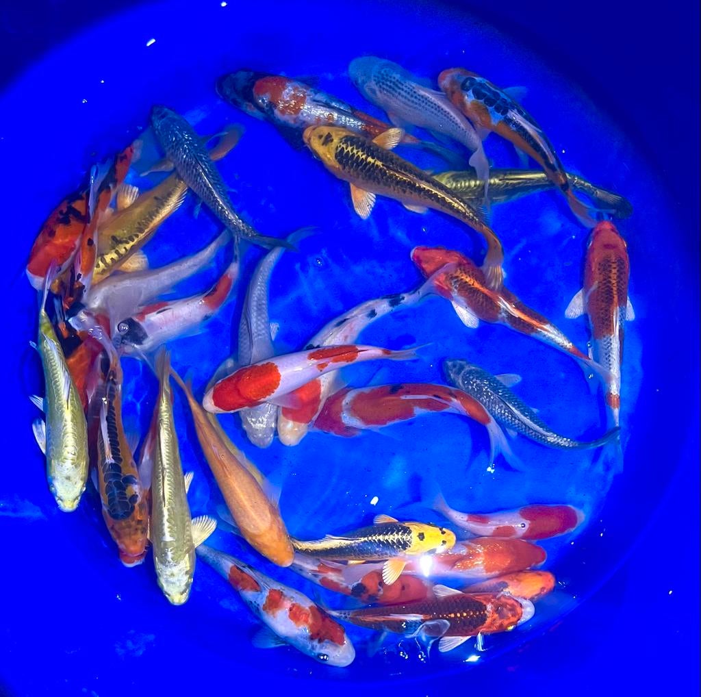 Mélange Marusei Tosai 20-25 cm. Livraison possible !, Animaux & Accessoires, Poissons | Poissons d'étang, Carpe ou Koï