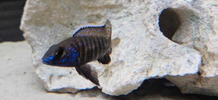 Cichlidés Aulonocara stuartgranti Malawi, Animaux & Accessoires, Poissons | Poissons d'aquarium, Poisson d'eau douce, Poisson