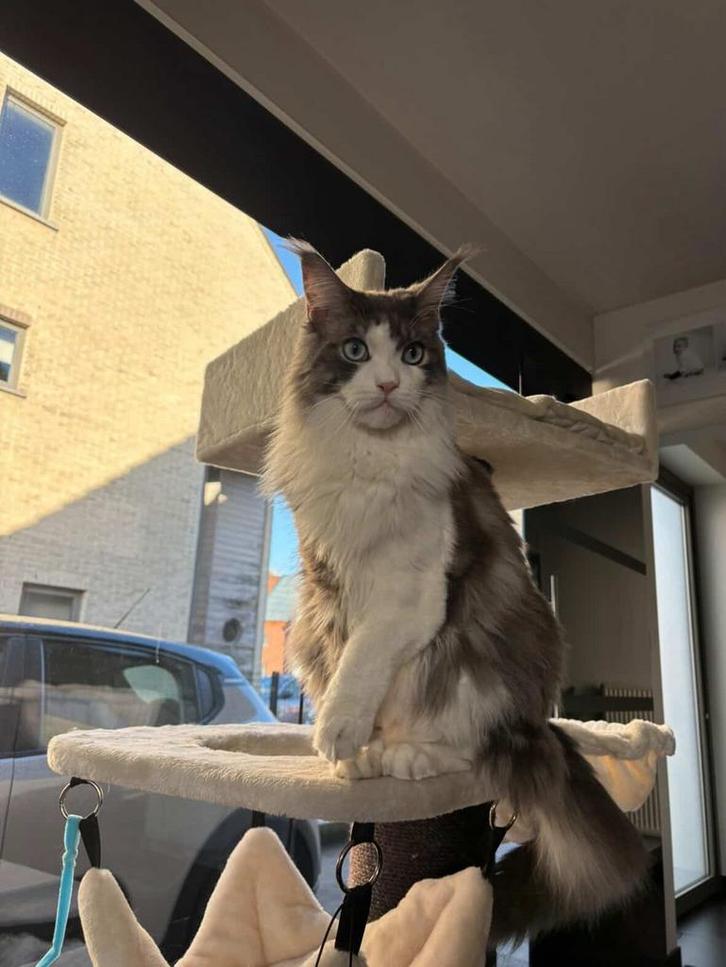 Maine Coon kat, Animaux & Accessoires, Chats & Chatons | Chats de race | Poil long, Chat, 0 à 2 ans, Avec pedigree, Avec puce électronique