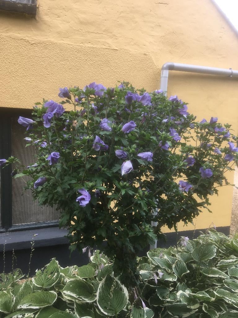 Hibiscus, Tuin en Terras, Ophalen, Zomer, Vaste plant