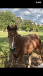 Spring gefokt merie comilfo plus z, Dieren en Toebehoren, Z