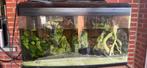 Aquarium met vissen, Dieren en Toebehoren, Vissen | Aquaria en Toebehoren, Ophalen, Zo goed als nieuw, Gevuld zoetwateraquarium