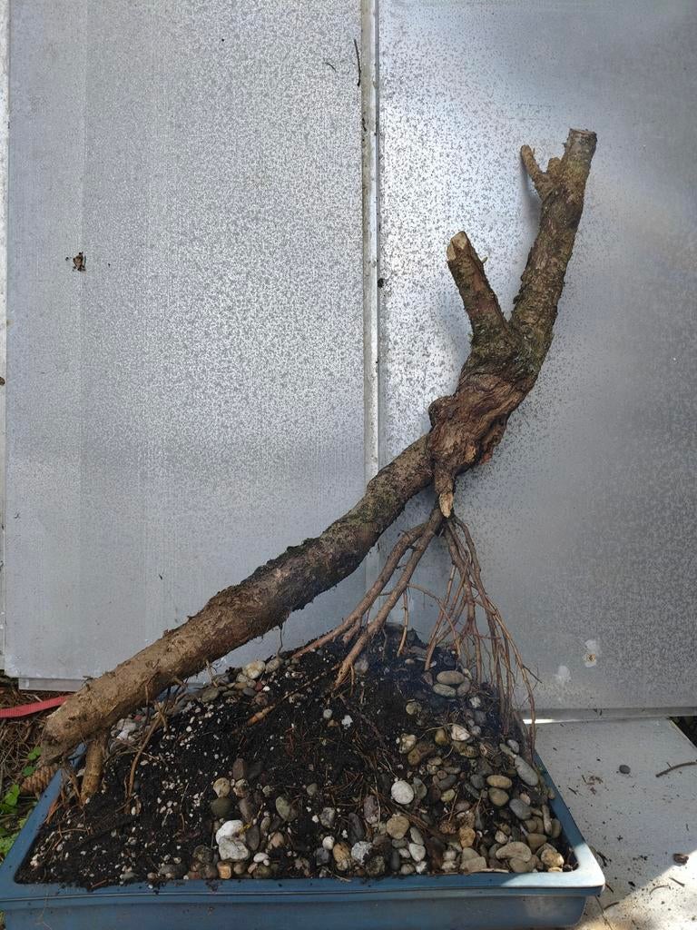 Chinees klokje pré bonsai, Ophalen