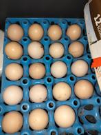 Broedeieren zijdehoen, Dieren en Toebehoren, Ophalen