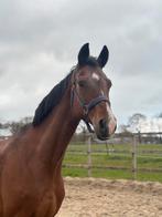 Lieve kwpn fokmerrie weidemaatje, Dieren en Toebehoren, Merrie, Met stamboom, Niet van toepassing, Dressuurpaard