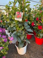 Dipladenia, Tuin en Terras, Planten | Tuinplanten, Ophalen