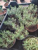 Rozemarijn, Tuin en Terras, Planten | Tuinplanten, Ophalen, Volle zon, Vaste plant, Kruiden