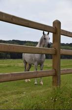 Houten omheining en weidepoorten beschikbaar door renovatie, Pâturage, 4 chevaux ou poneys ou plus