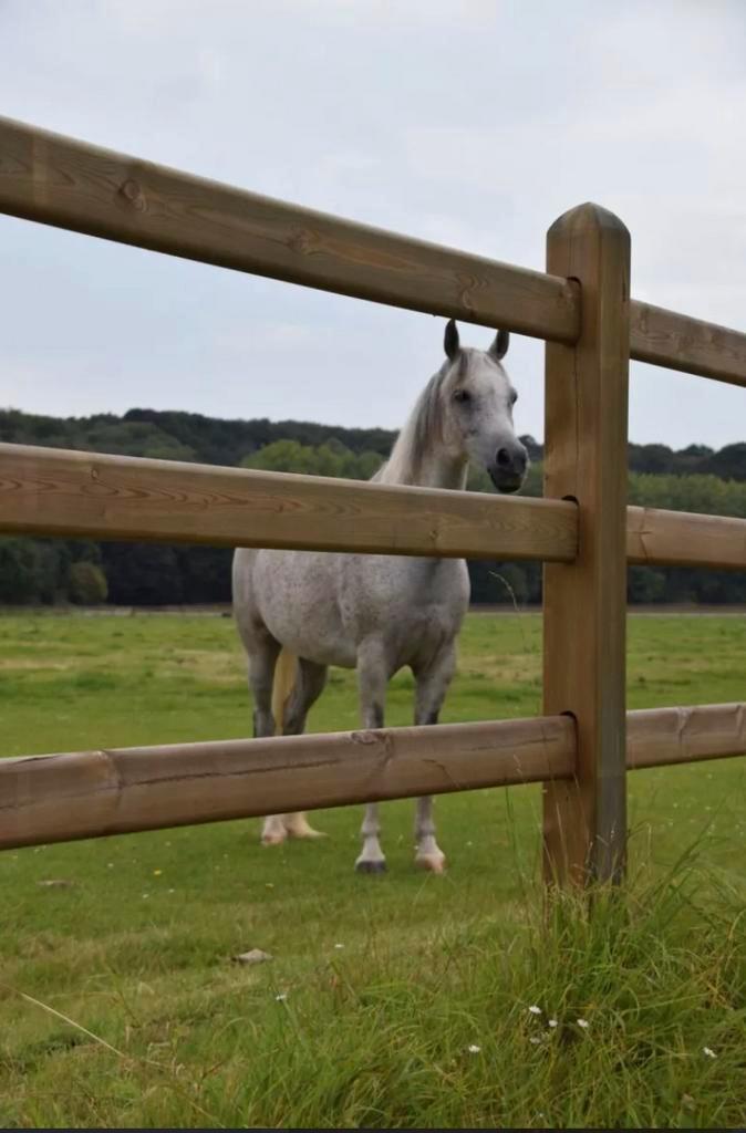 Houten omheining en weidepoorten beschikbaar door renovatie, Dieren en Toebehoren, Stalling en Weidegang, Weidegang, 4 paarden of pony's of meer