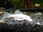 L144 snow white ancistrus
