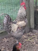 Kip haan, Dieren en Toebehoren, Pluimvee, Mannelijk, Kip