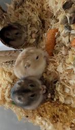 Russiche dwerghamster, Dieren en Toebehoren, Knaagdieren, Hamster, Januari, Meerdere dieren, Tam
