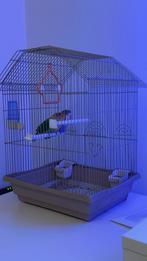 2 Babypapegaaien te koop voor dames en heren, Meerdere dieren, Tropenvogel