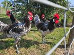 5 Andalusier hanen, Dieren en Toebehoren, Mannelijk, Kip