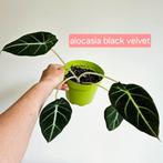 tropische planten vanaf 3 euro Anthurium alocasia monstera, Enlèvement