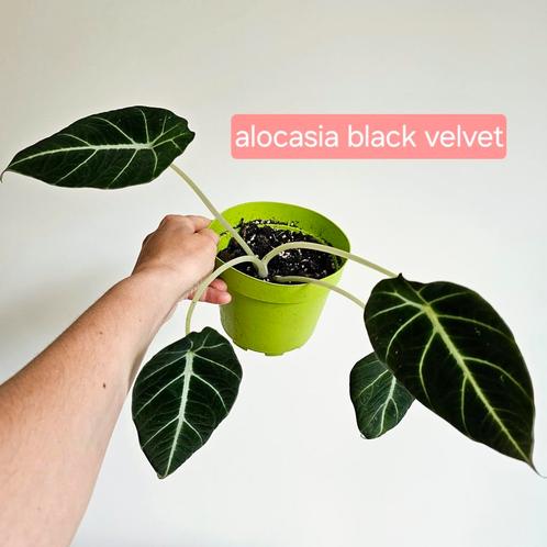 tropische planten vanaf 3 euro Anthurium alocasia monstera, Maison & Meubles, Plantes d'intérieur, Enlèvement