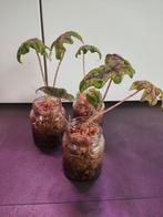 Alocasia Jacklyn, Jardin & Terrasse, Plantes | Jardin, Enlèvement, Autres espèces