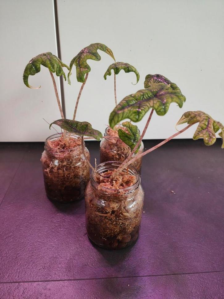 Alocasia Jacklyn, Jardin & Terrasse, Plantes | Jardin, Autres espèces, Enlèvement