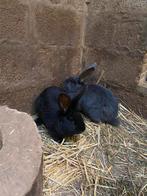 Vleeskonijnen te koop, Vrouwelijk, Groot, 0 tot 2 jaar