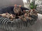Siamese en Oosterse Korthaar kittens, Dieren en Toebehoren, Katten en Kittens | Raskatten | Korthaar, Kater, Gechipt