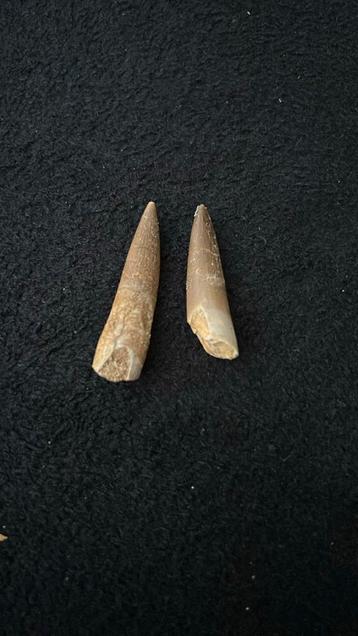 Dent fossile de Zarafasaura Oceanis - Plésiosaure, Enlèvement ou Envoi, Fossile
