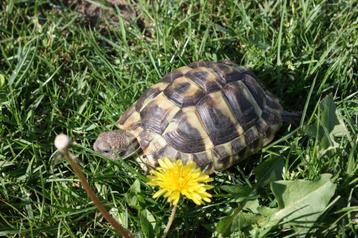 schildpad, Tortue, Domestique, 3 à 6 ans