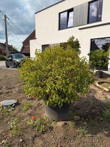Prunus lusitanica angustifolia bol 100cm beschikbaar voor biedingen